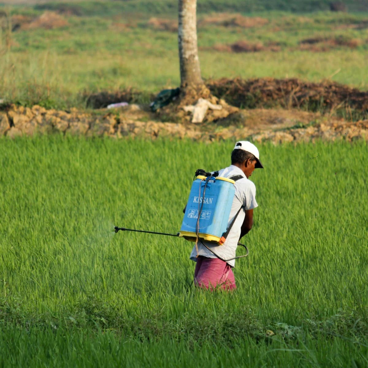 Professional Pest Control Work